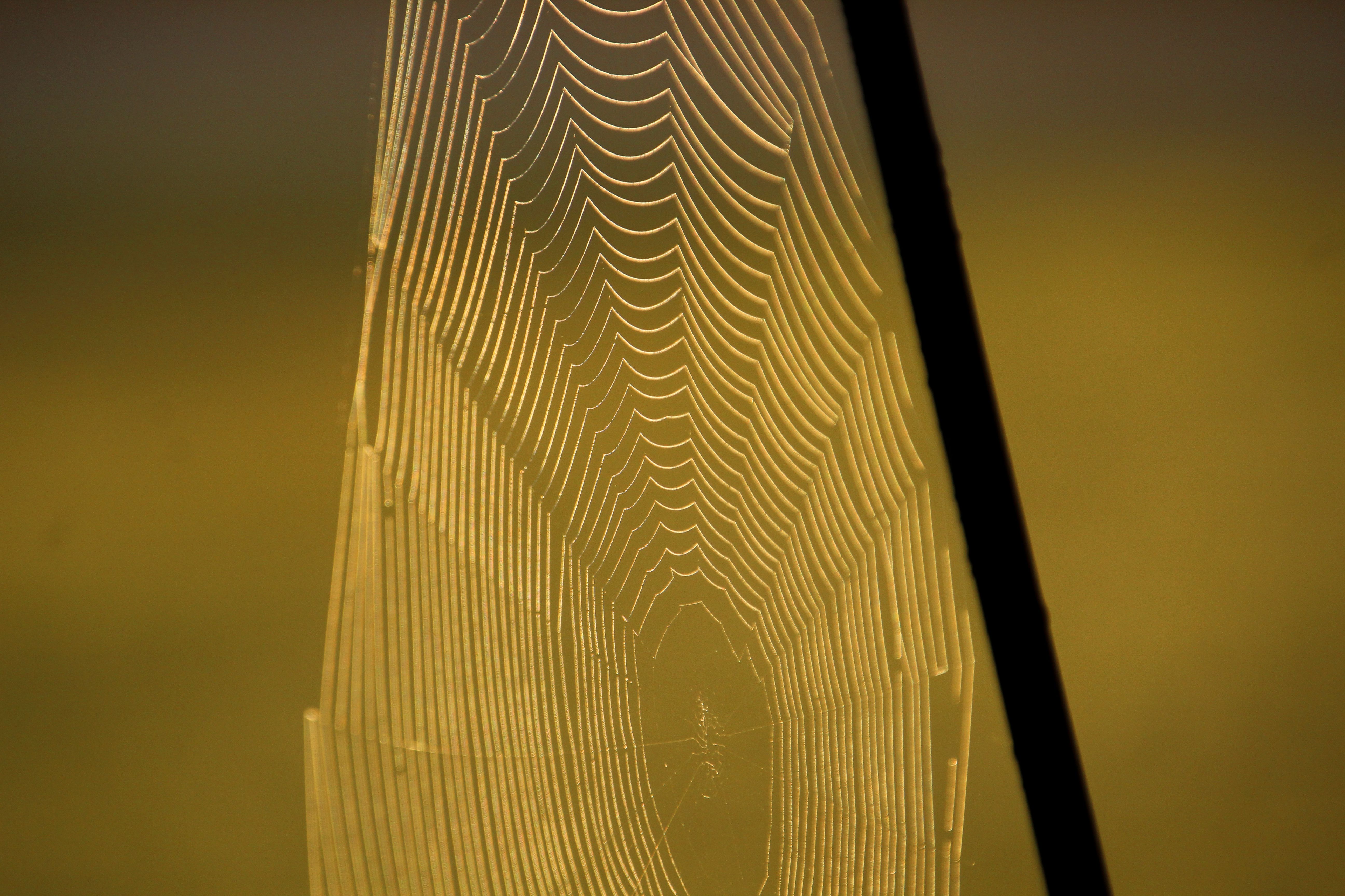A beautiful spider web glistening in golden light, showcasing nature's intricate beauty.