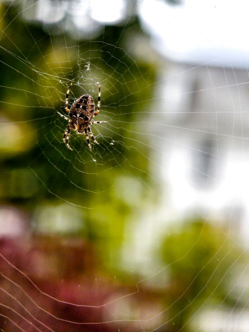 Free Close-up of a spider resting on its web with a blurred natural backdrop, evoking a sense of tranquility. Stock Photo