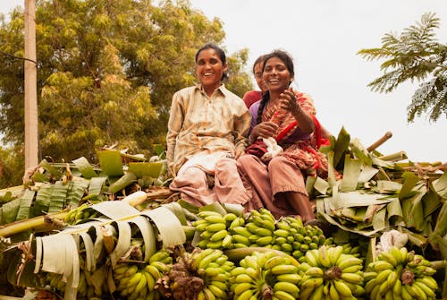 Women On Top Of Harvested Bananas