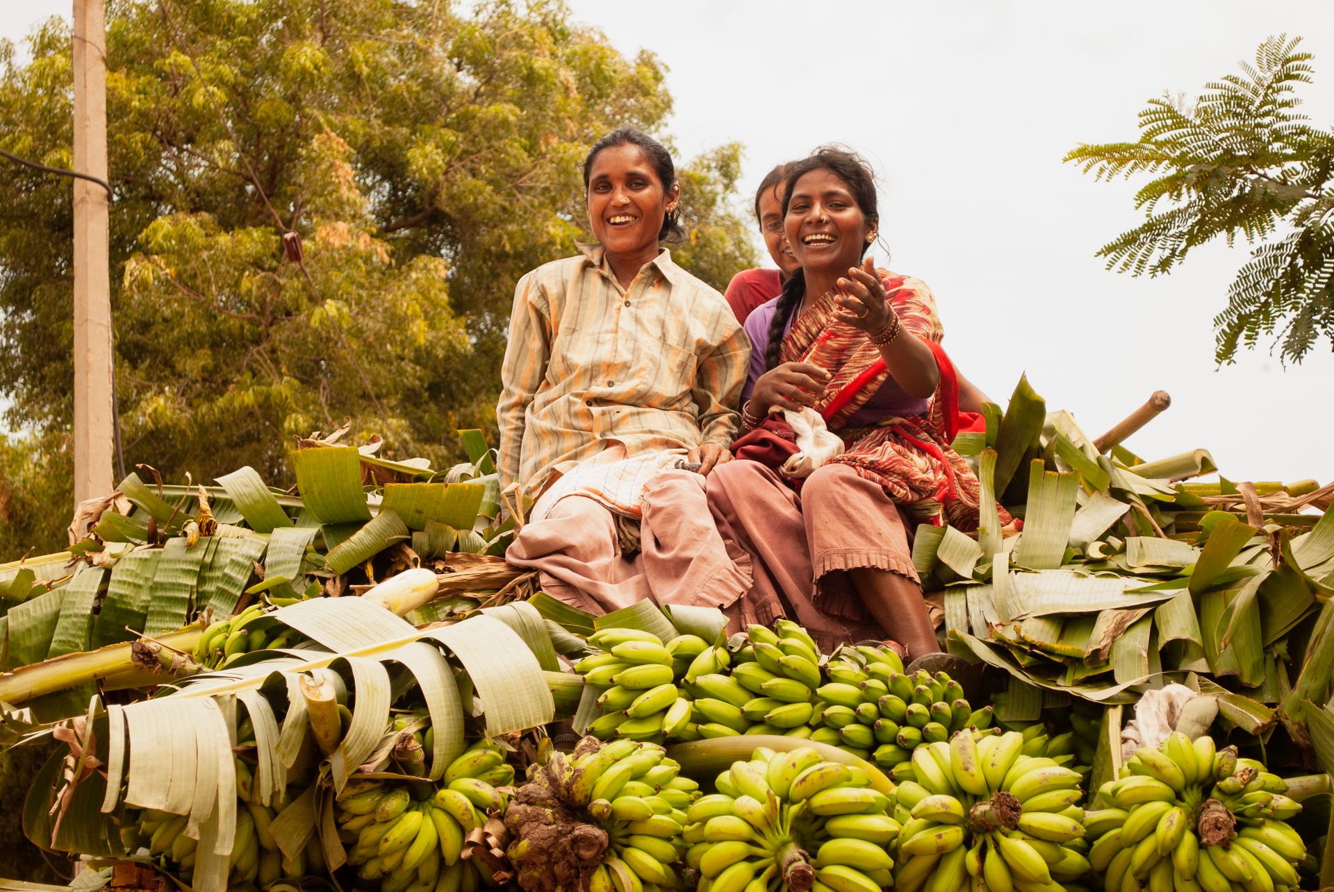 Women On Top Of Harvested Bananas