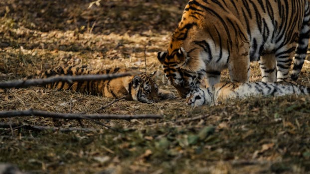 A heartwarming scene of a tiger with its playful cubs in their natural habitat.