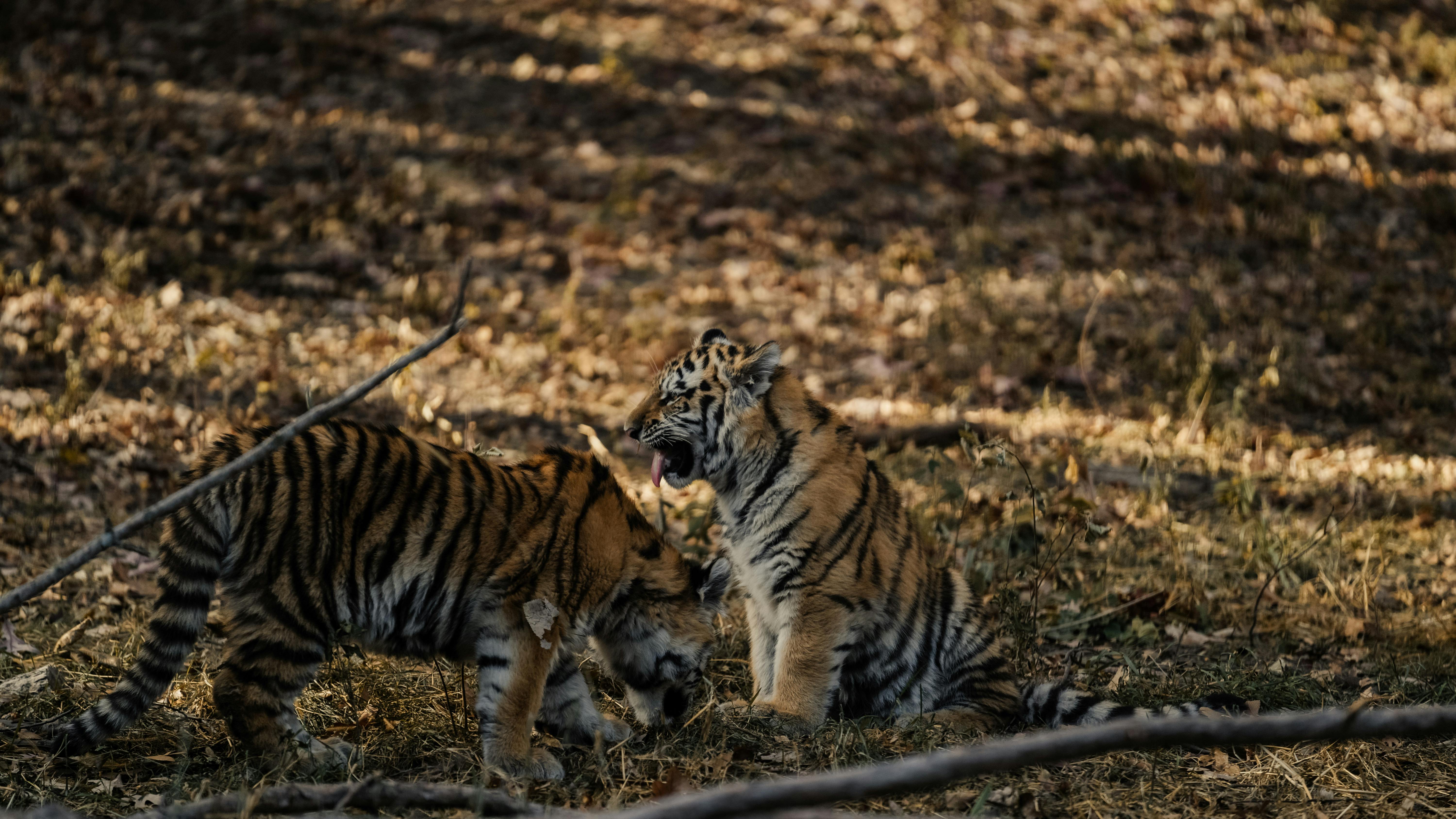 Tiger fighting subpoena for prescription records