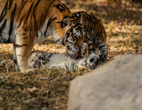 A mother tiger lovingly grooms her playful cubs in a serene outdoor woodland setting.