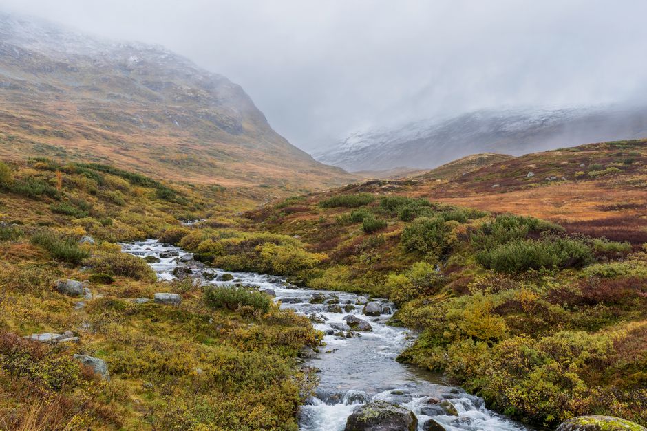Amazing Tromsø Fjordland Aurora Chase Northern Lights by the Arctic Sea Review 2026 - Tranquil mountain stream flowing through autumnal Norwegian landscape with snowy peaks.