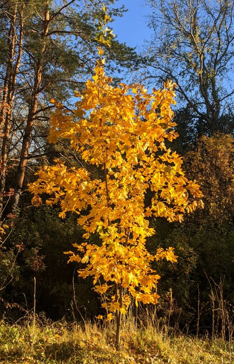 Golden Maple Tree in Autumn Forest · Free Stock Photo