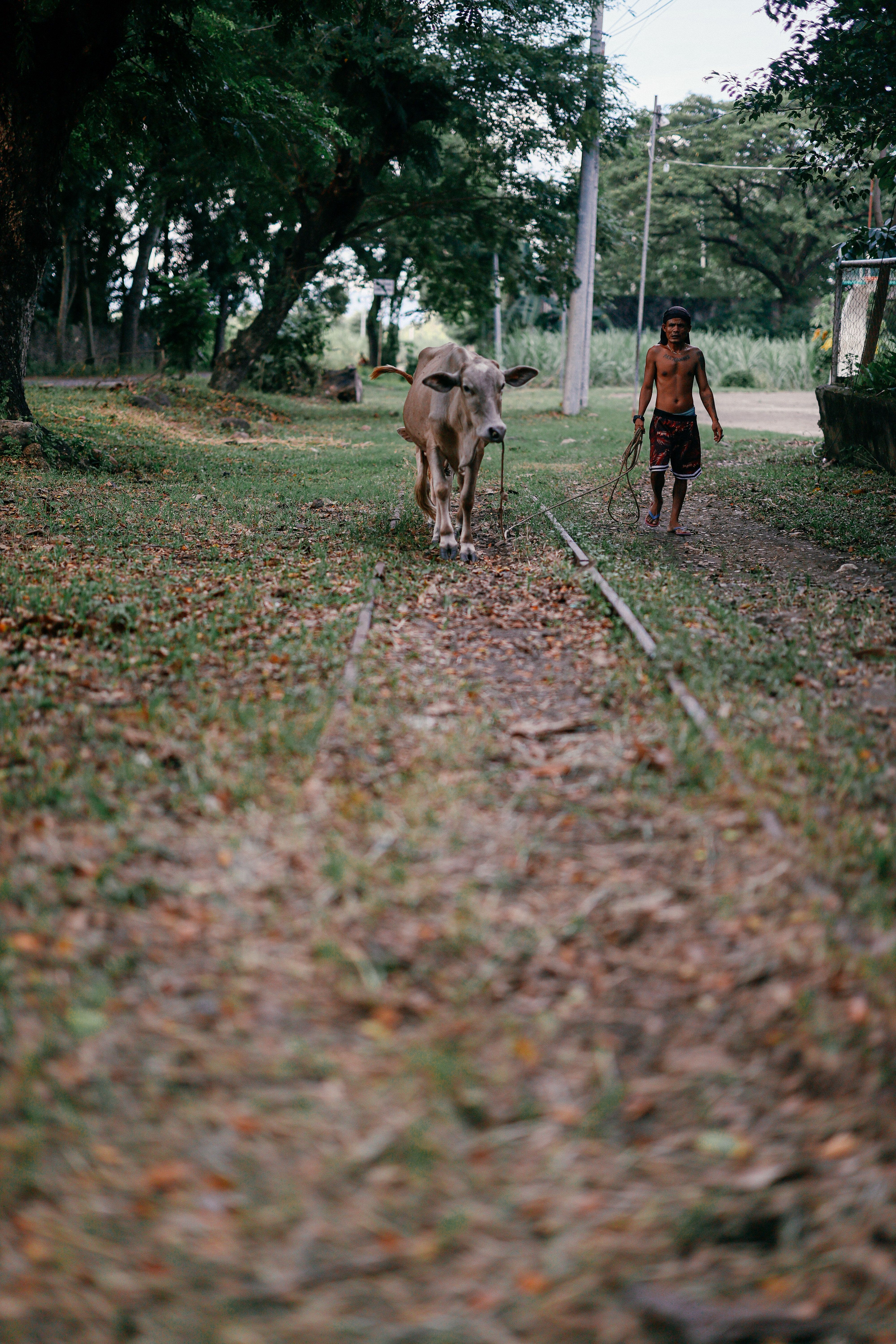 Man Walking Cow Along Rustic Path Outdoors · Free Stock Photo