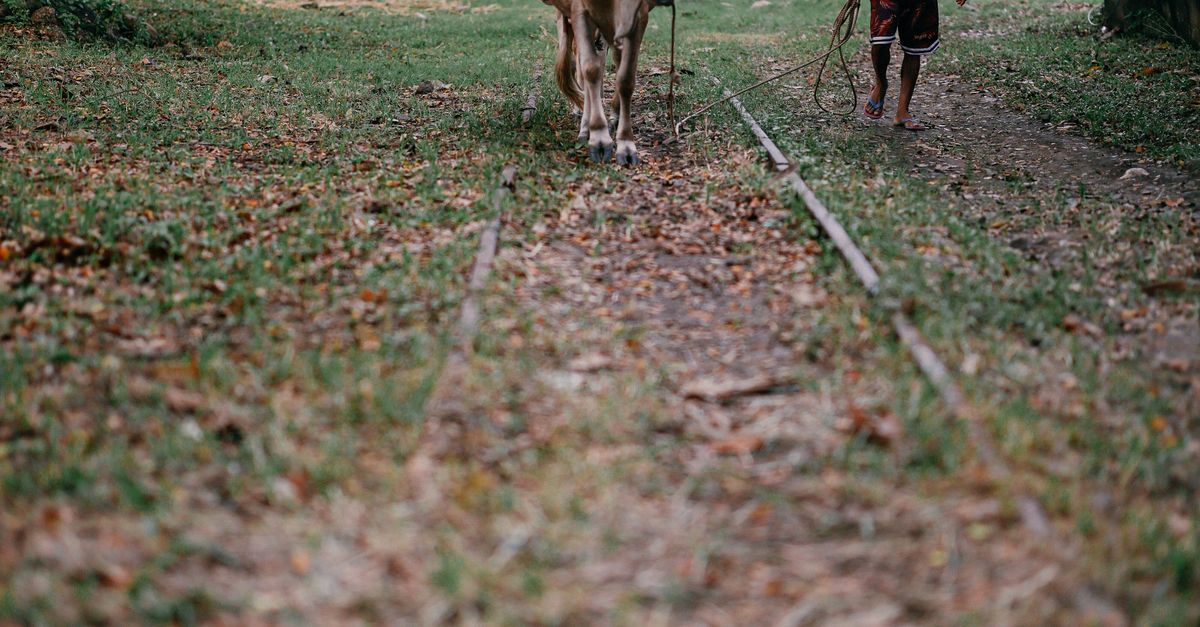 Man Walking Cow Along Rustic Path Outdoors · Free Stock Photo