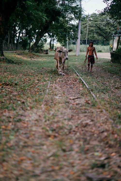 Man Walking Cow Along Rustic Path Outdoors · Free Stock Photo