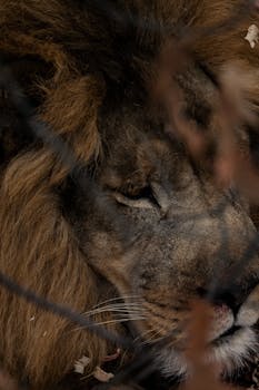 Detailed close-up of a resting male African lion (Panthera leo) showcasing its impressive mane.