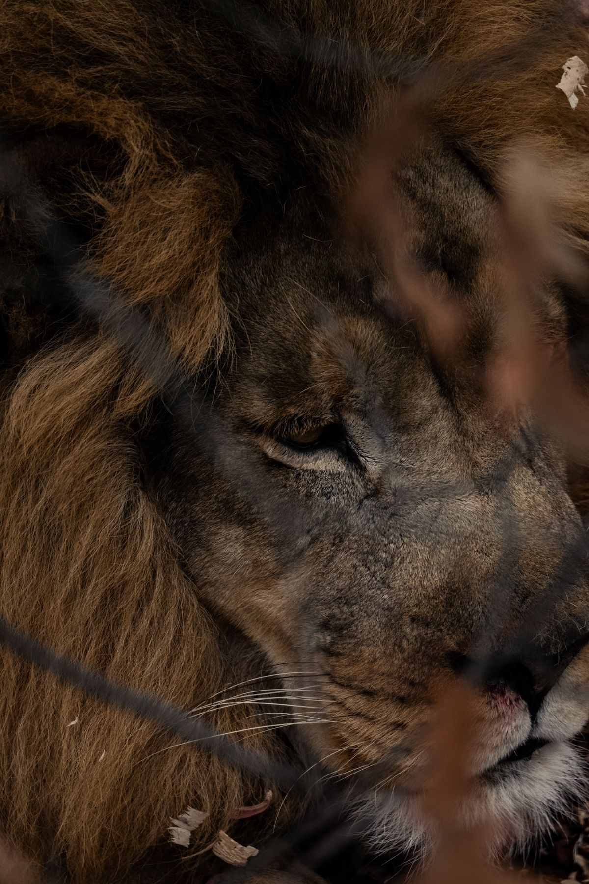 Lion Wallpaper 4k Photos, Download The BEST Free Lion Wallpaper 4k