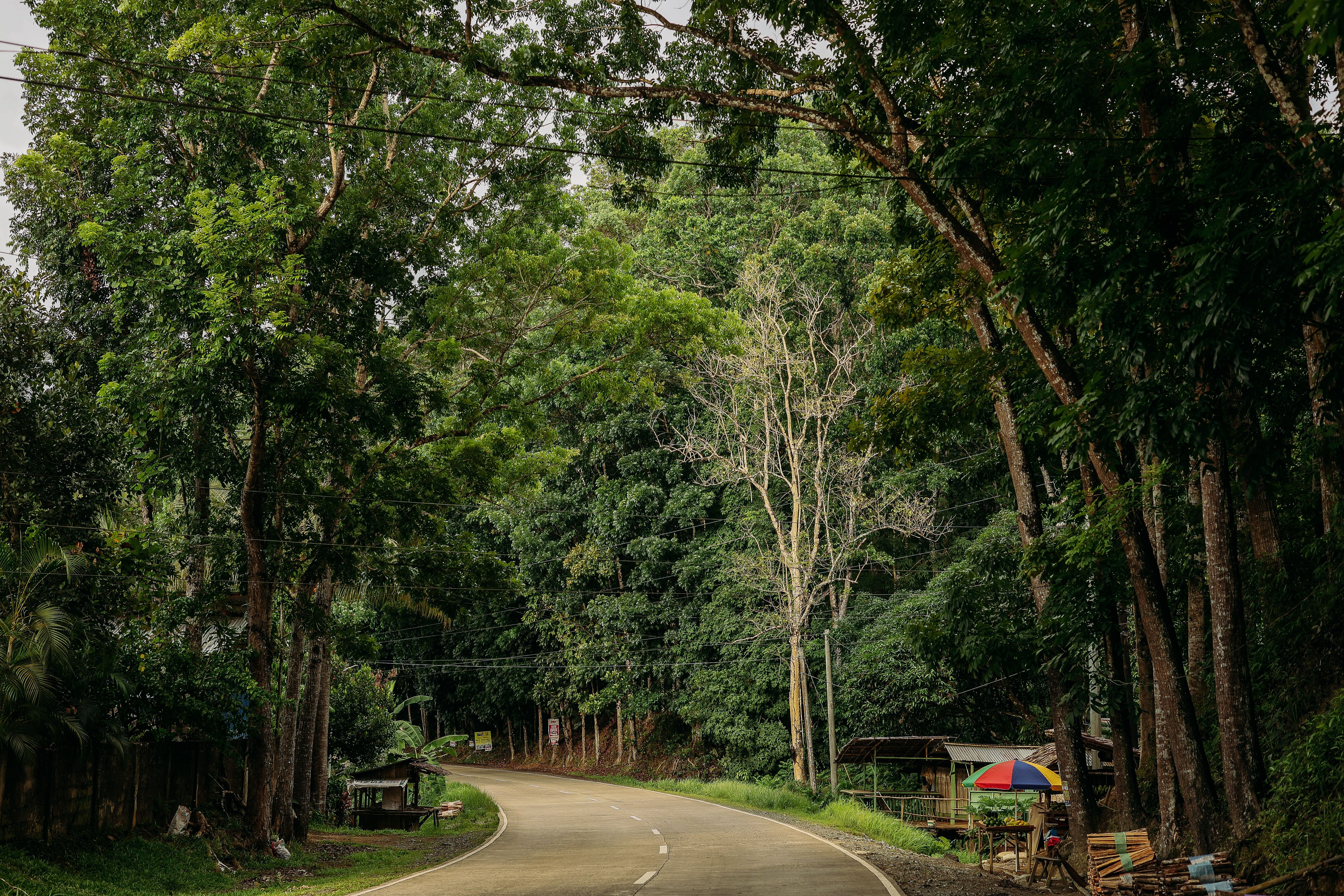 Camino Rural Sereno A Través De Un Frondoso Bosque Verde · Foto de ...