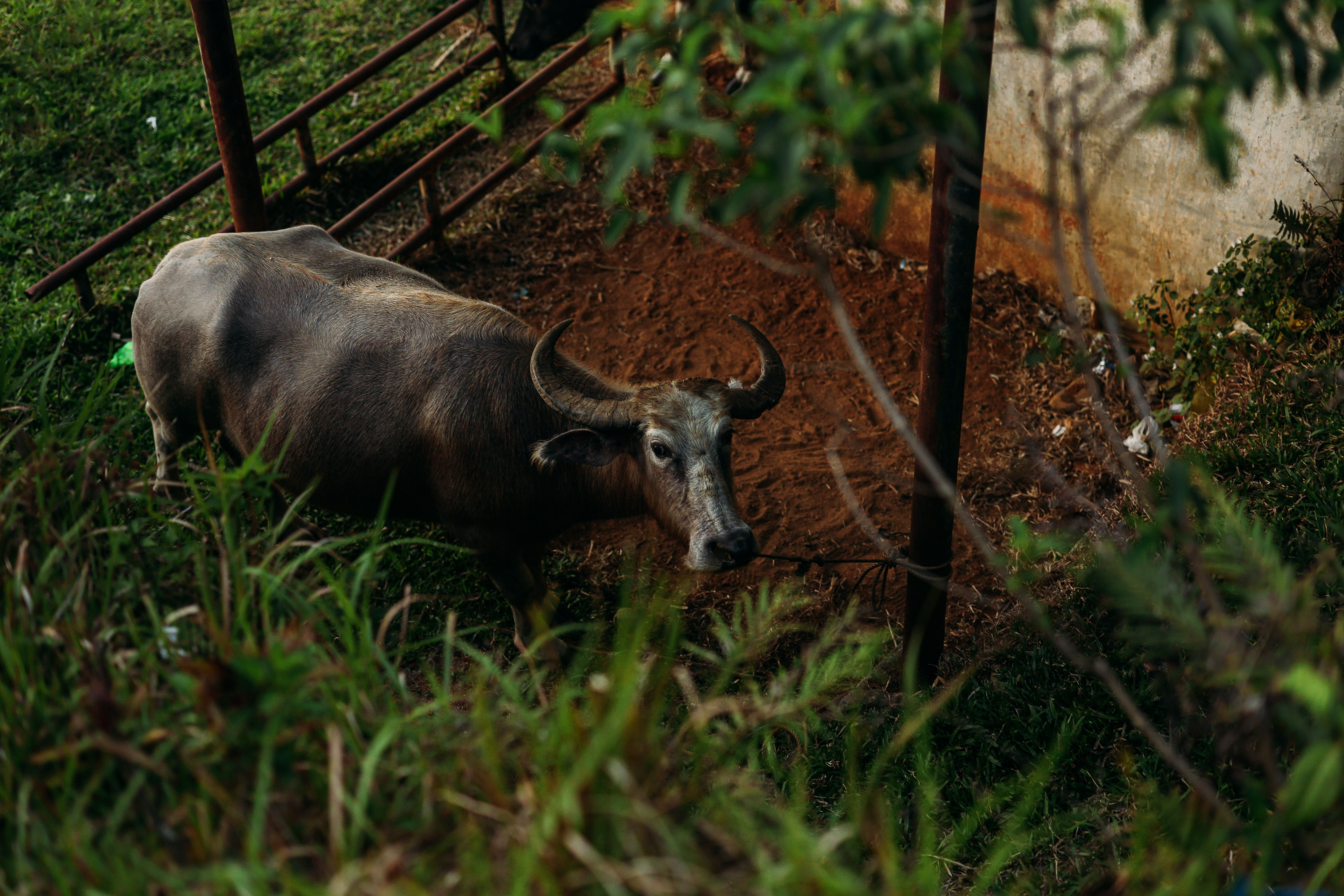 Buffalo Grazing in a Rustic Outdoor Setting · Free Stock Photo