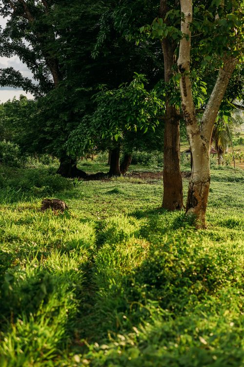 Free A serene forest scene with sunlit grass and trees, perfect for nature themes. Stock Photo