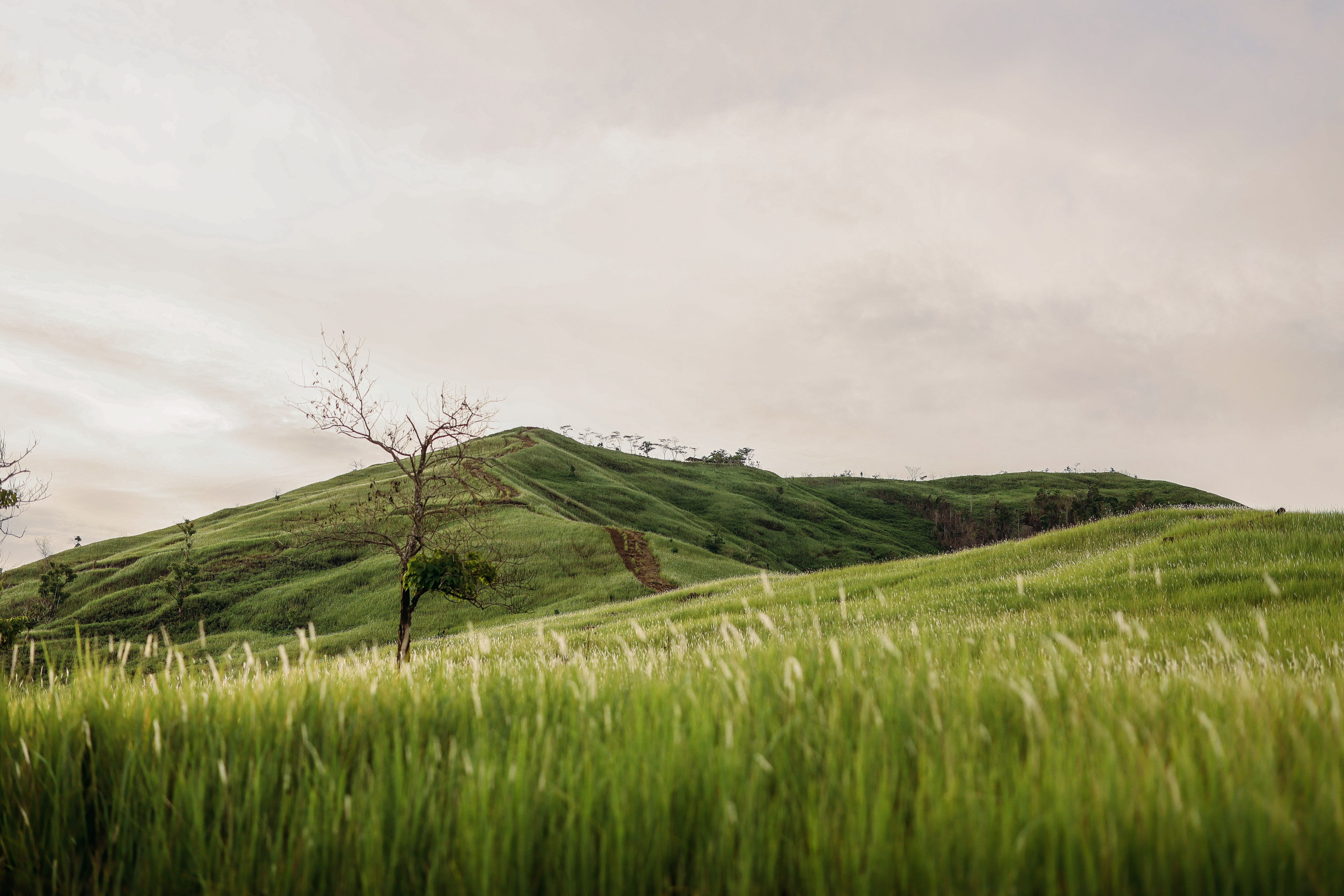 Serene Green Hills at Dawn · Free Stock Photo
