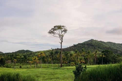 Free A solitary tree stands tall amidst a vast and lush green landscape under a cloudy sky. Stock Photo