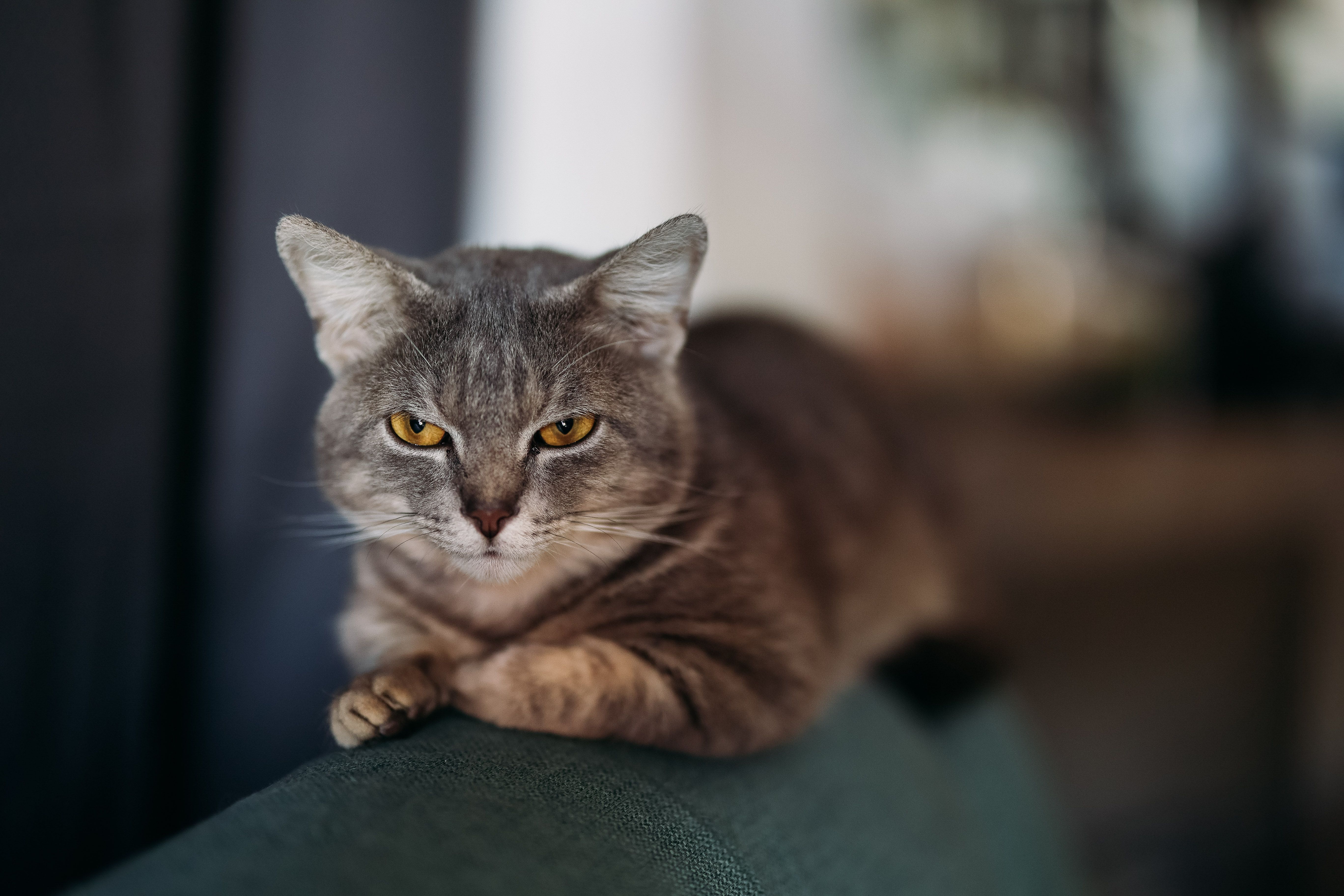 Close-up Portrait of a Relaxed Grey Tabby Cat · Free Stock Photo