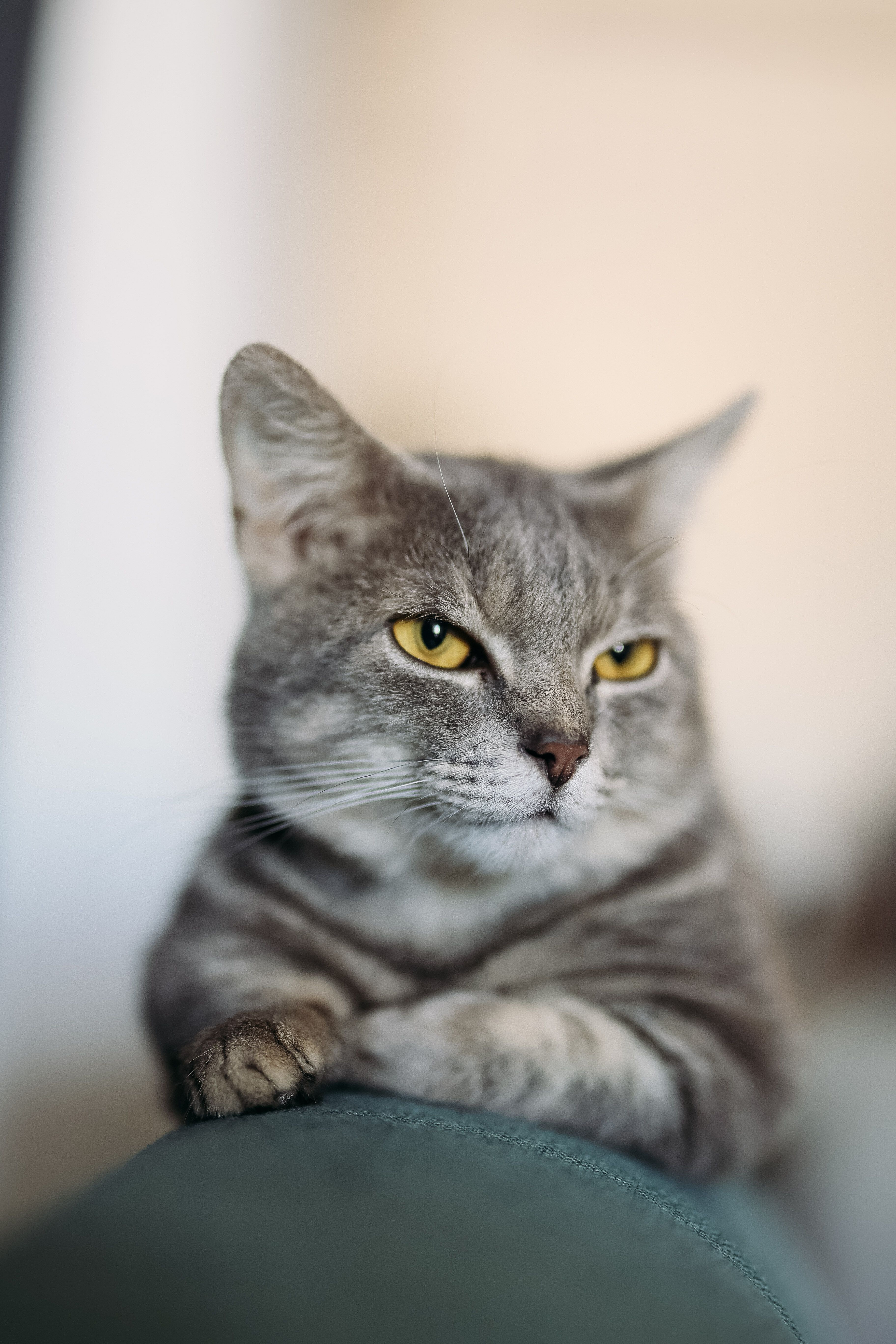 A serene gray tabby cat with yellow eyes rests on a couch indoors.