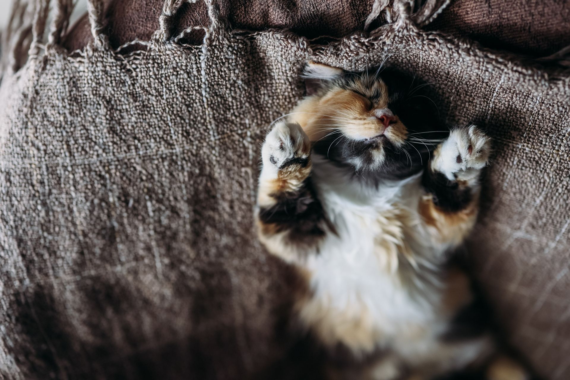 Adorable calico cat sleeping peacefully on a textured brown blanket indoors.