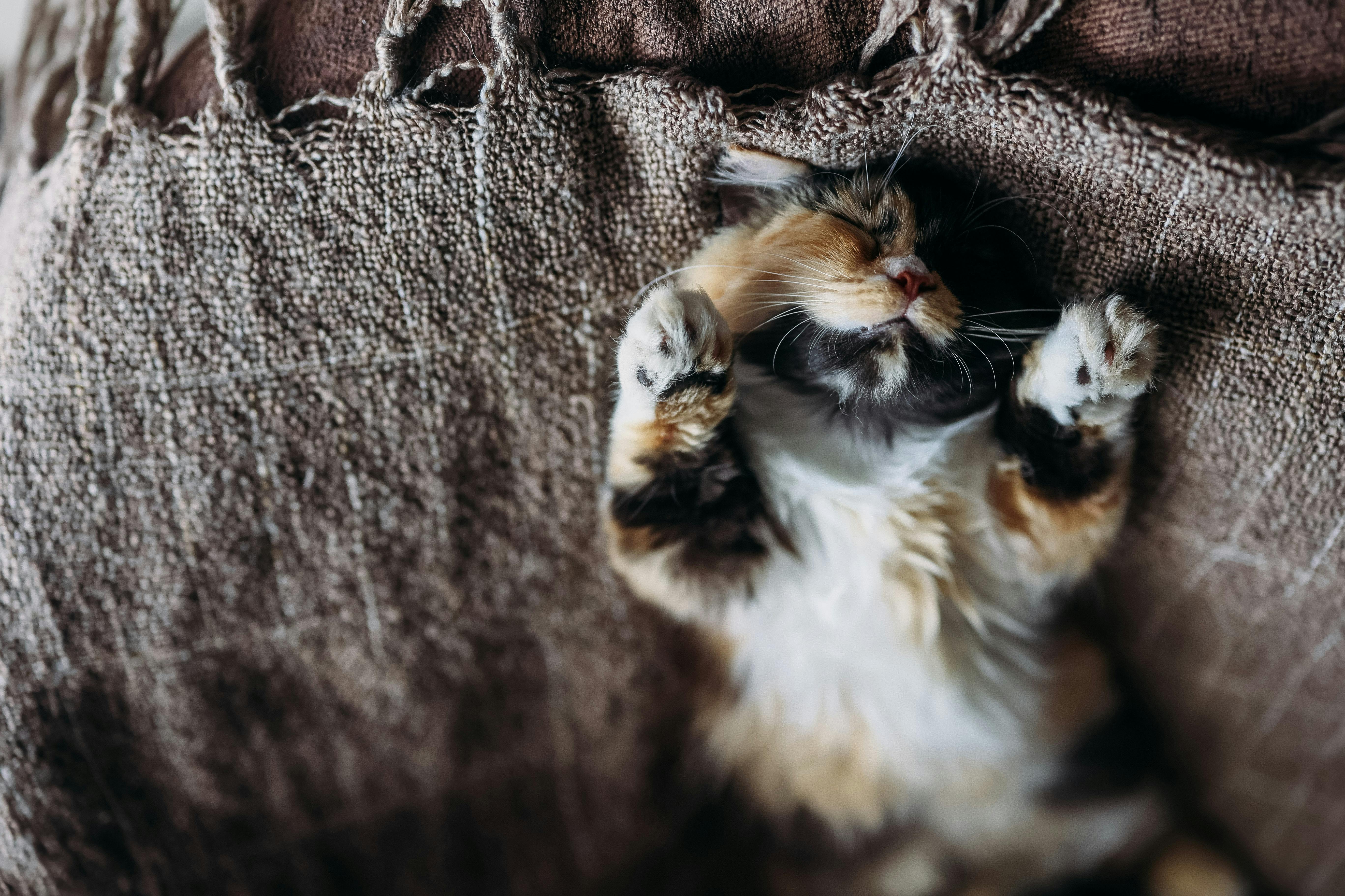Free Cozy Calico Cat Napping on Textured Blanket Stock Photo
