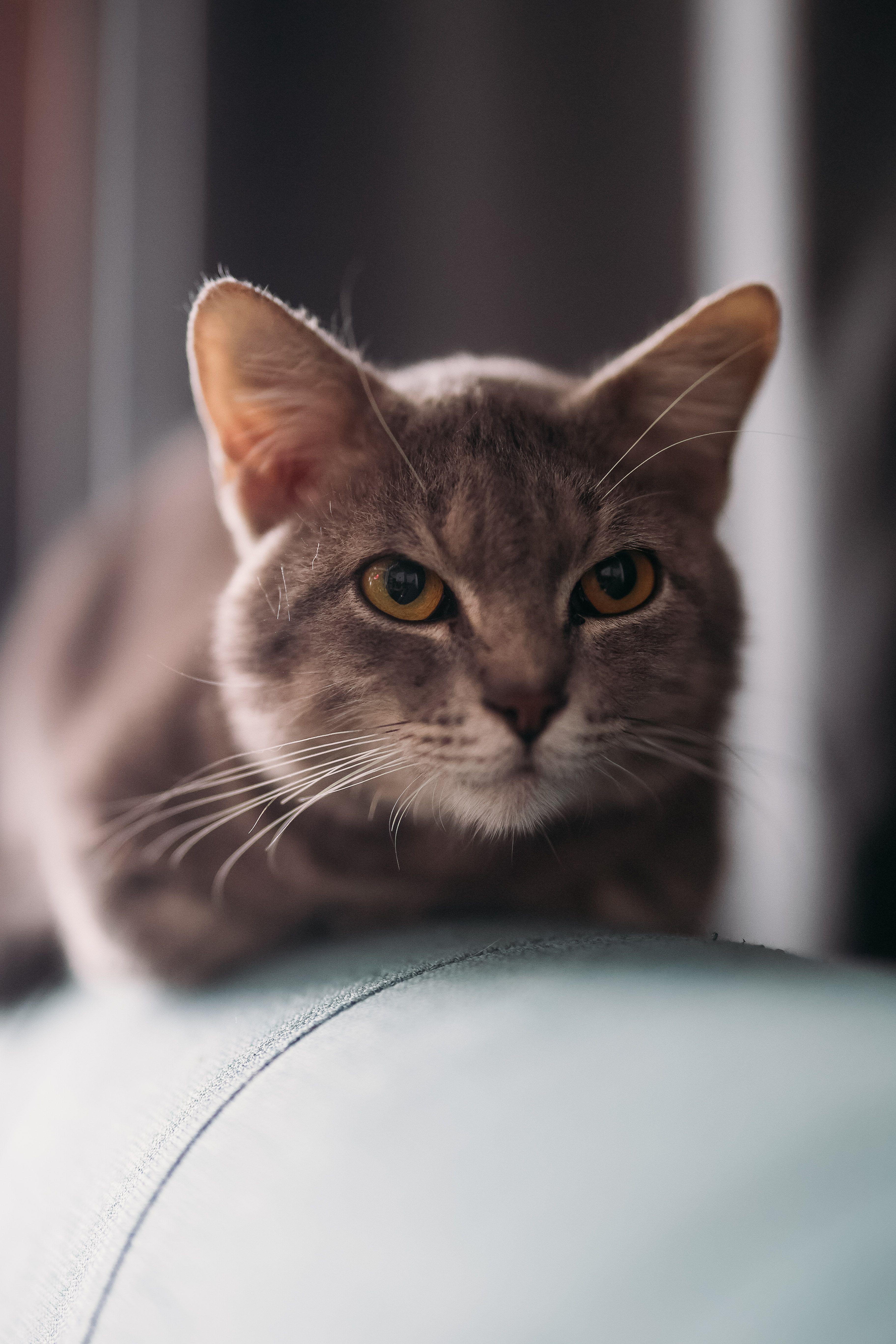 Detailed close-up of a gray cat lying down, showcasing its calm and serene expression indoors.