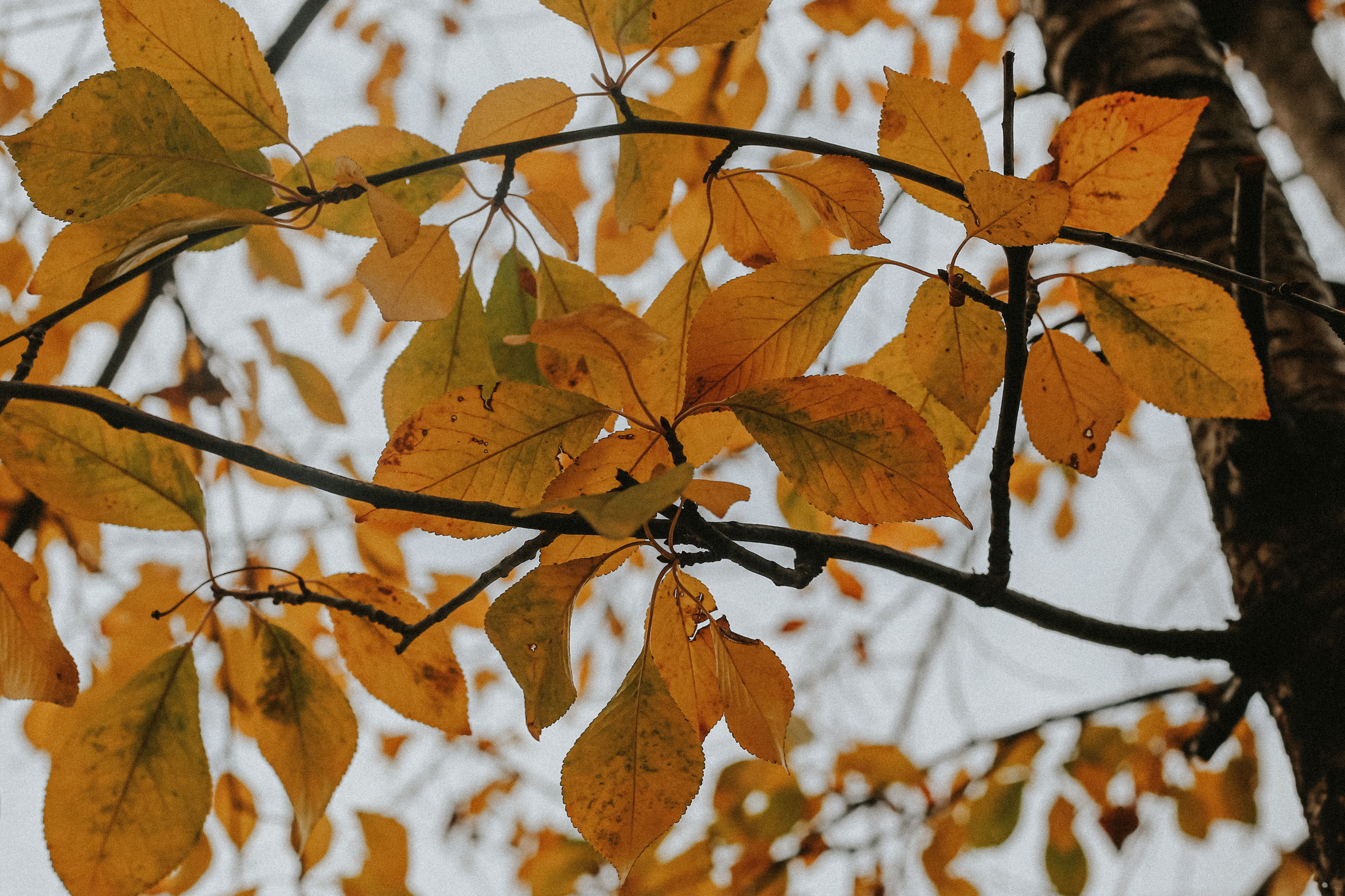 Golden Autumn Leaves on Tree Branches · Free Stock Photo