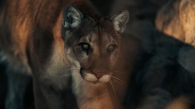 Close-up of a mountain lion stealthily moving through its habitat with a focus on its eyes.