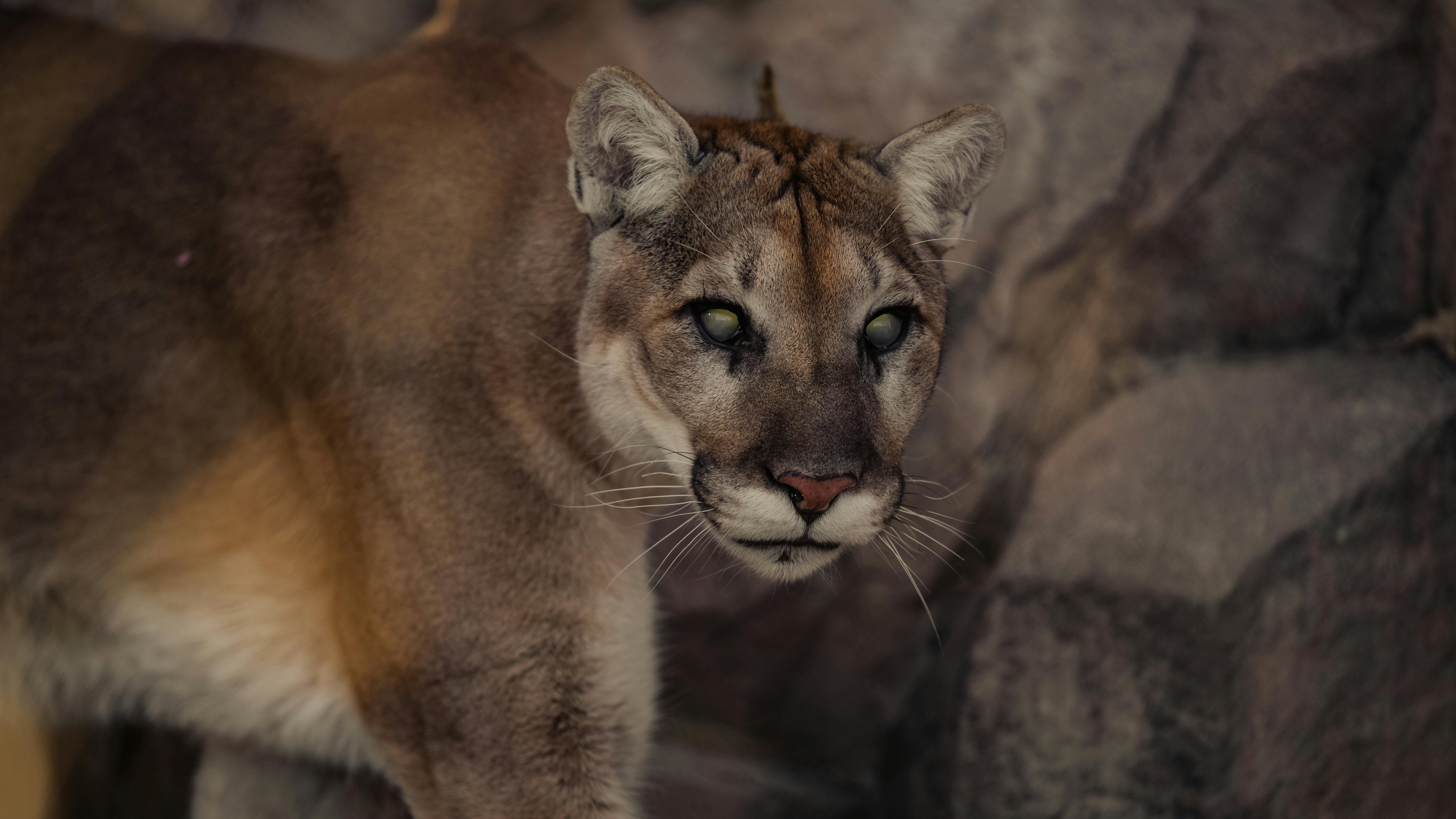 Far Cry New Dawn game guides and walkthrough — Photo by Caleb Falkenhagen on Pexels
