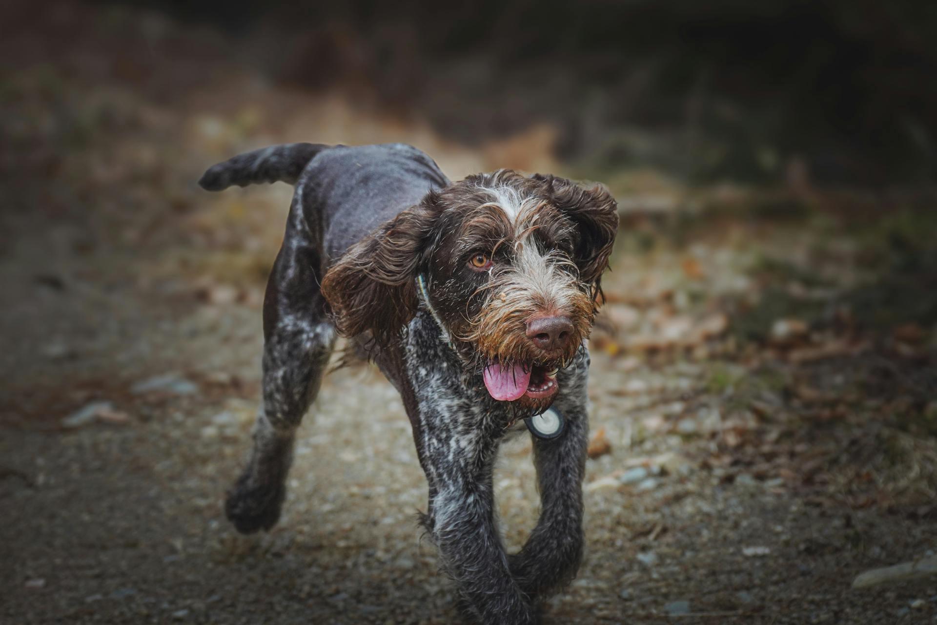 Energetic German Wirehaired Pointer in Action