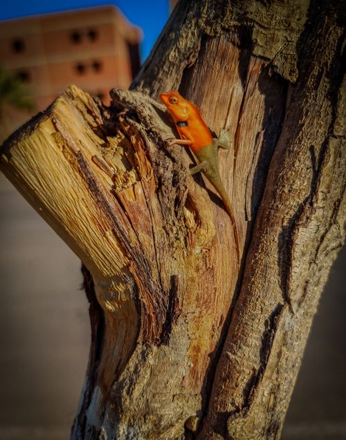 Free Orange 🍂 Stock Photo