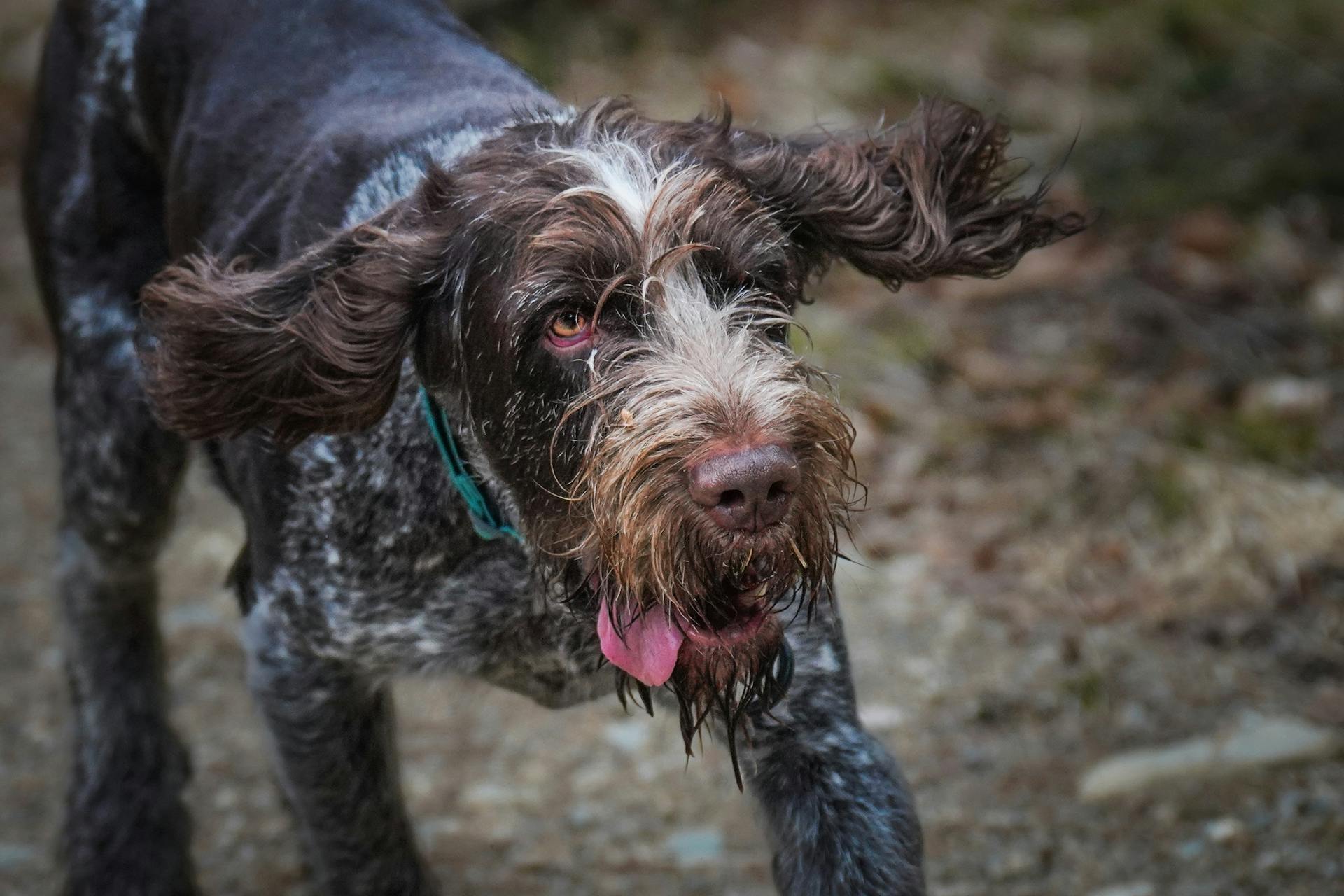 Energetic German Wirehaired Pointer Outdoors