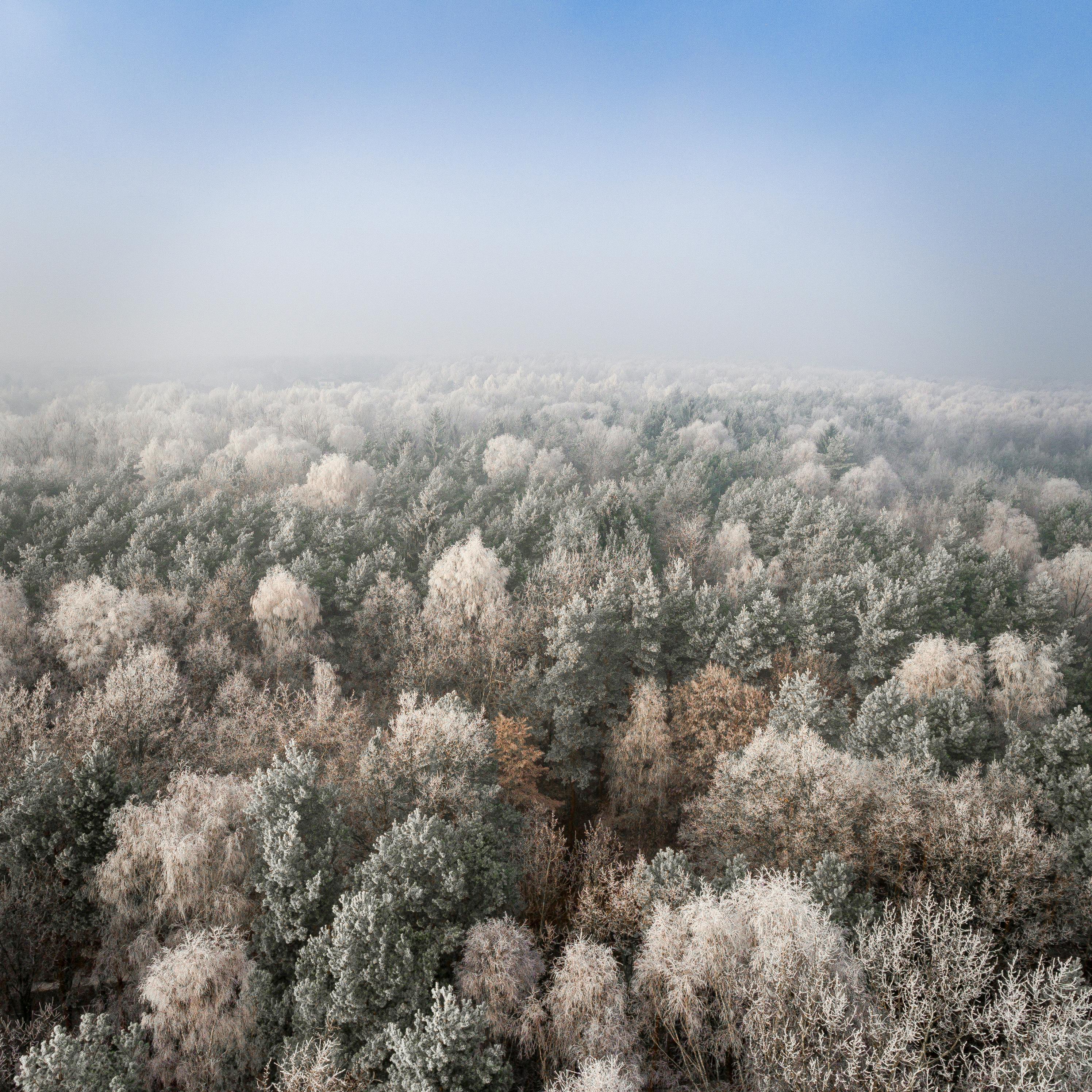 aerial photo of forest under blue sky