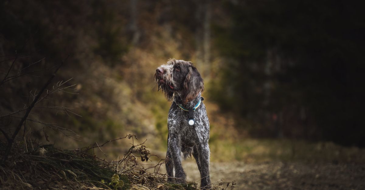 German Wirehaired Pointer in Natural Forest Setting German Wirehaired Pointer in Natural Forest Setting / Giant Breed Dog Collars