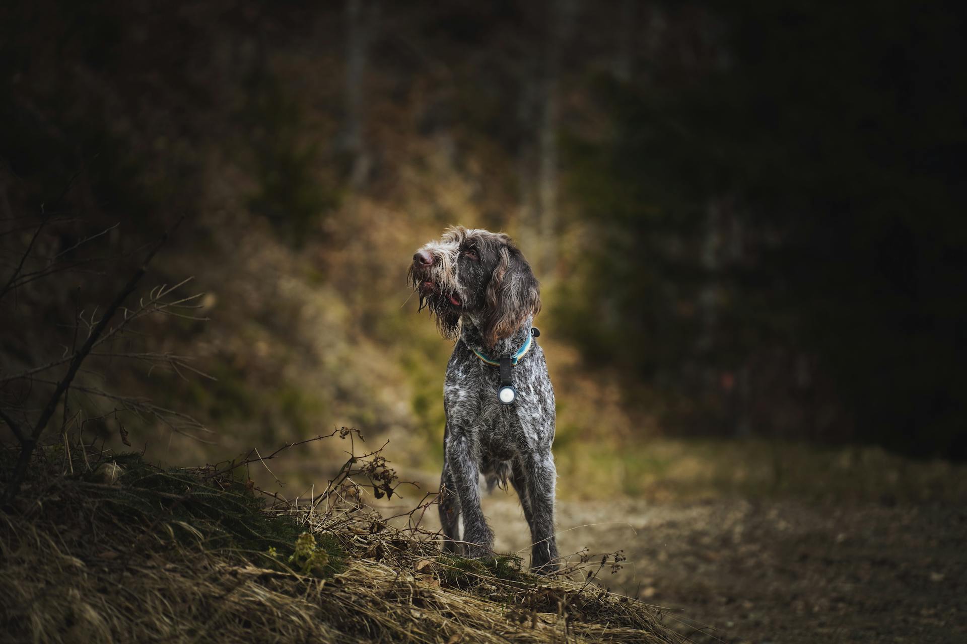 Tysk wirehaired pekare i naturlig skog inställning