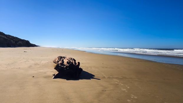 A sunny beach scene with ocean waves and driftwood on the sand under a clear blue sky.