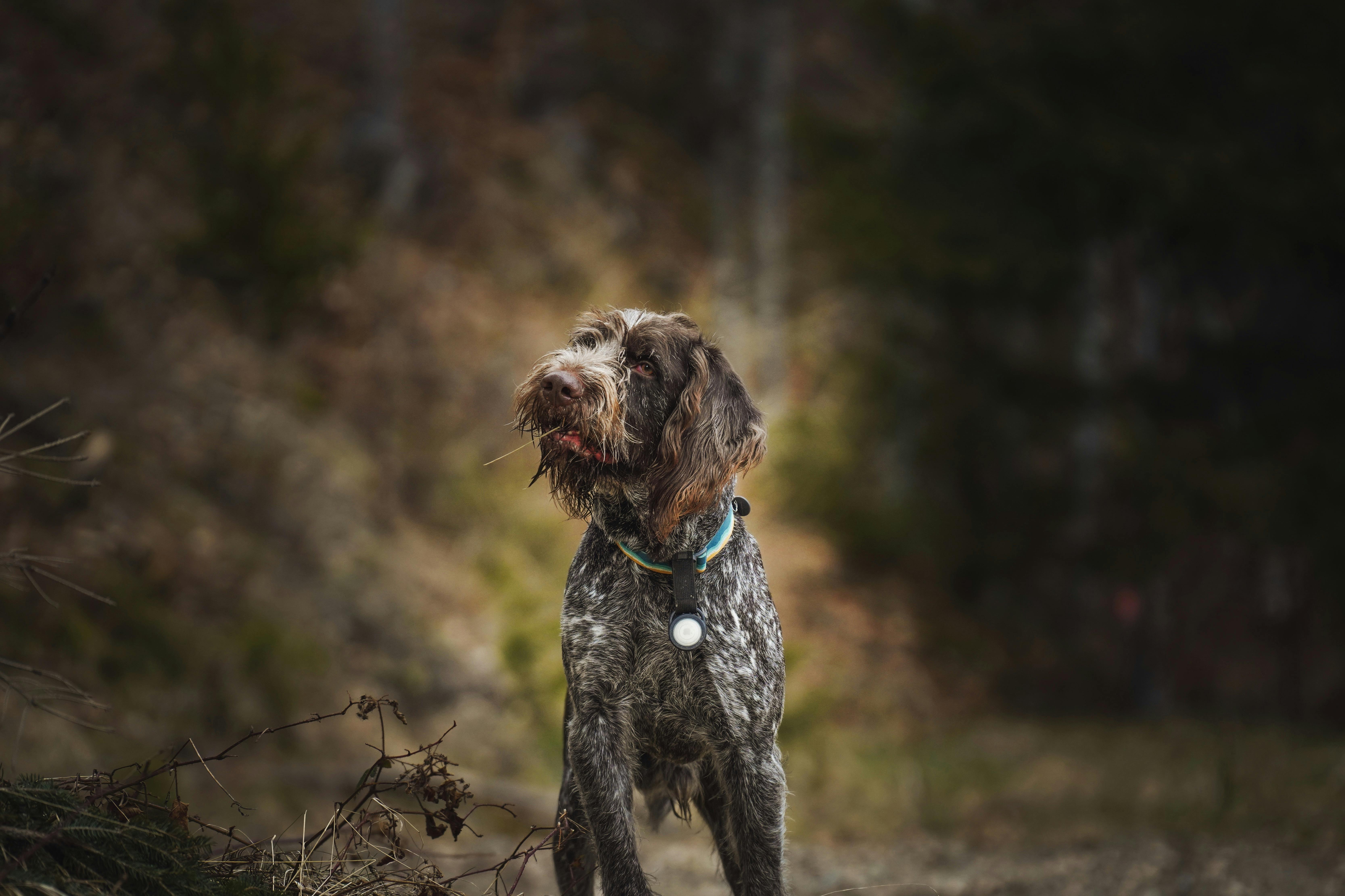 Wirehaired Pointing Griffon Standing Outdoors