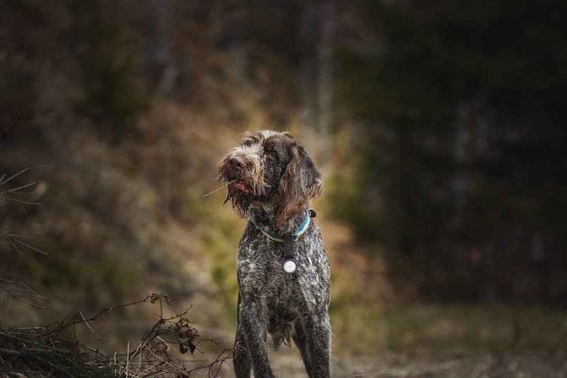 Wirehaired Pointing Griffon - Medium Sporting dog