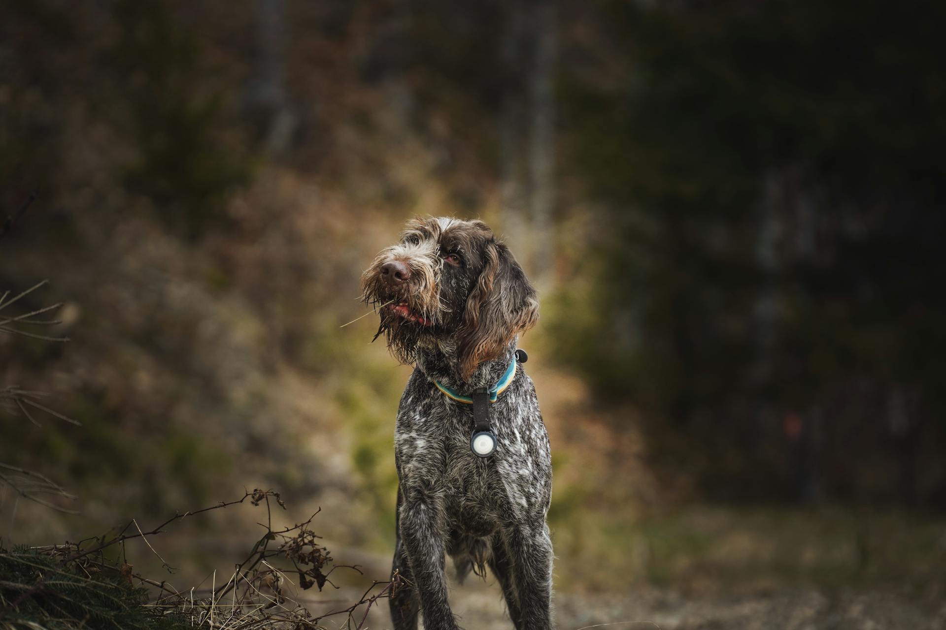 Wirehaired Pointing Griffon står utomhus