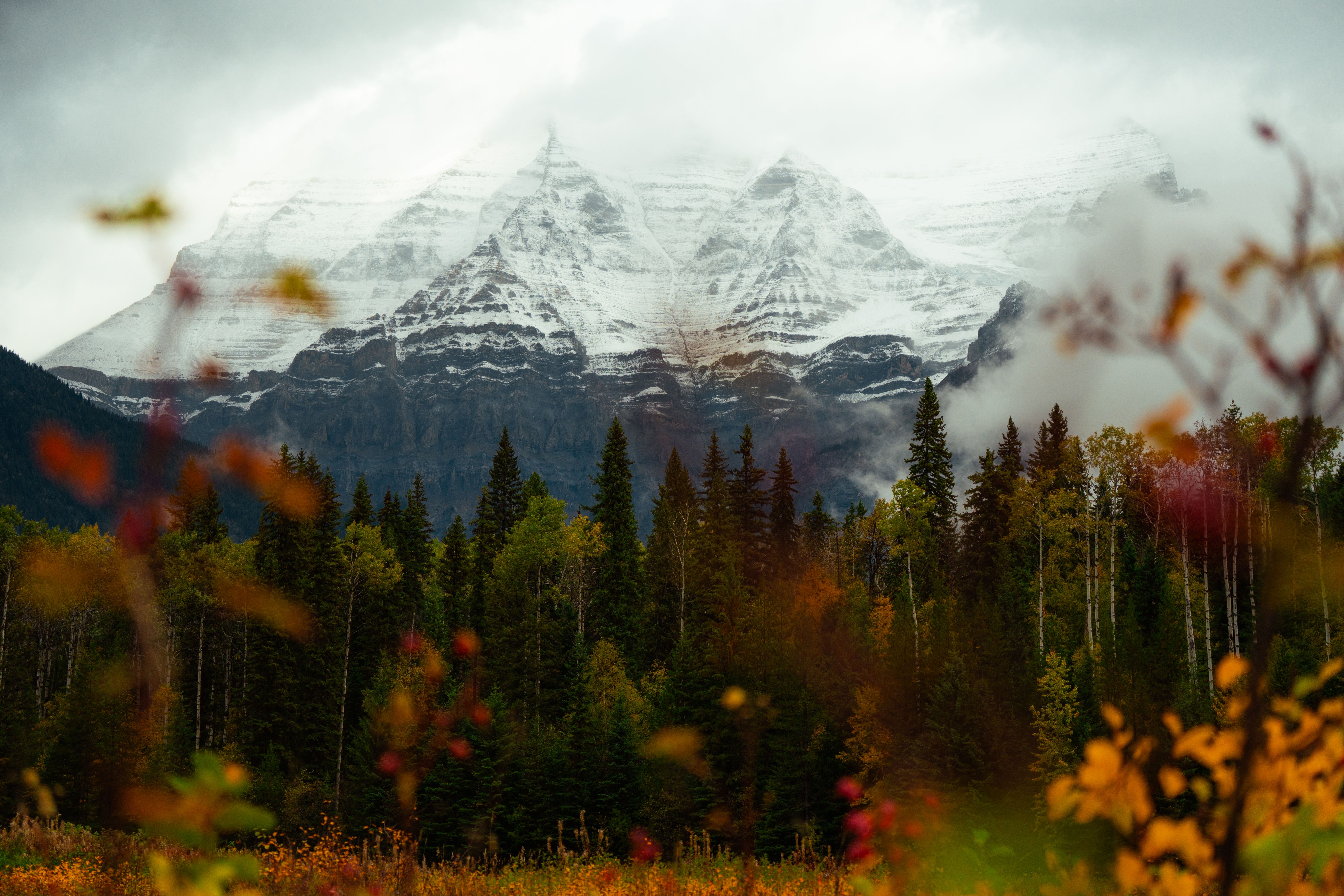 Snow-capped Mount Robson towering over a vibrant autumn forest landscape.