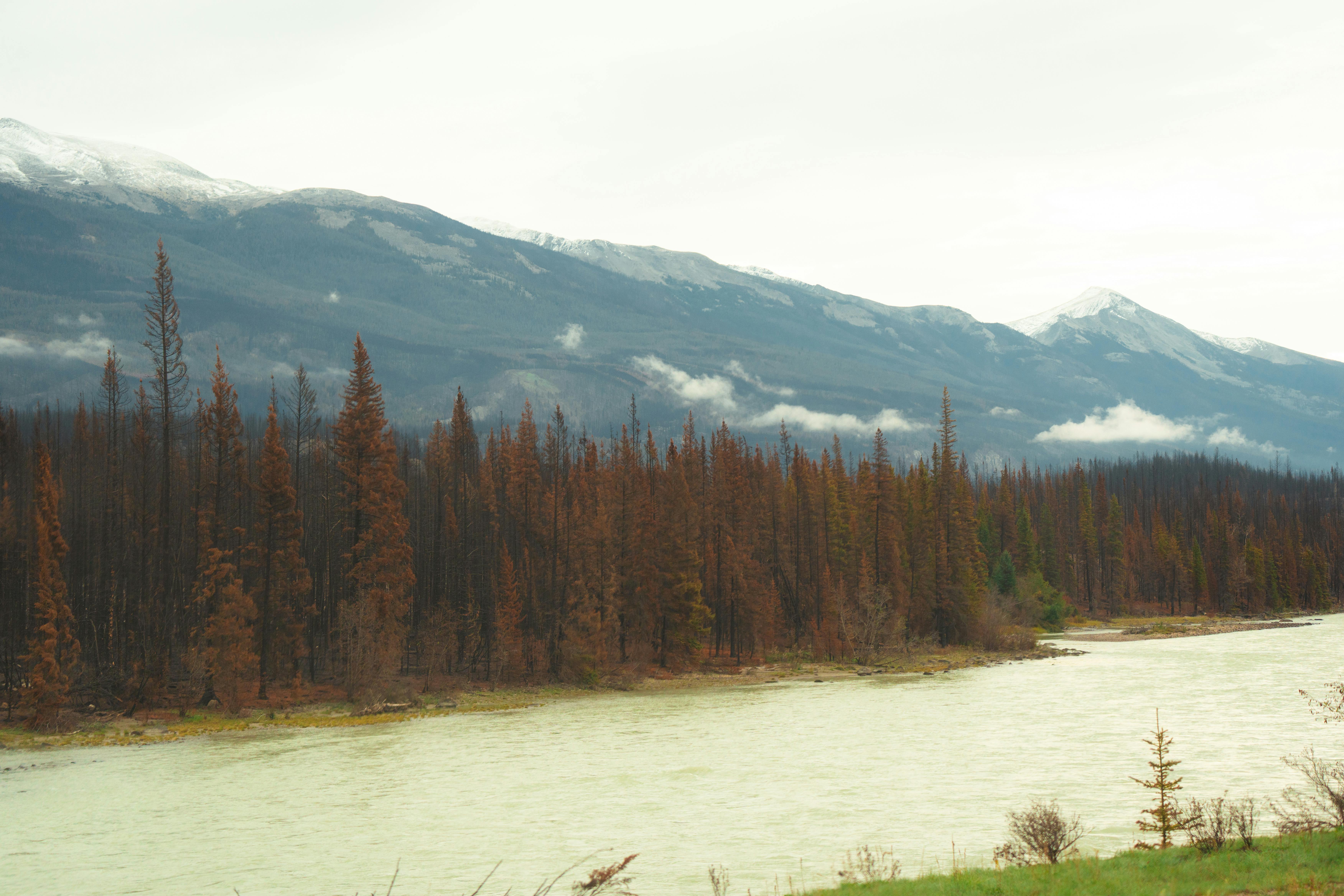 Tranquil river flowing through a valley with a backdrop of a misty mountain and evergreen forest.