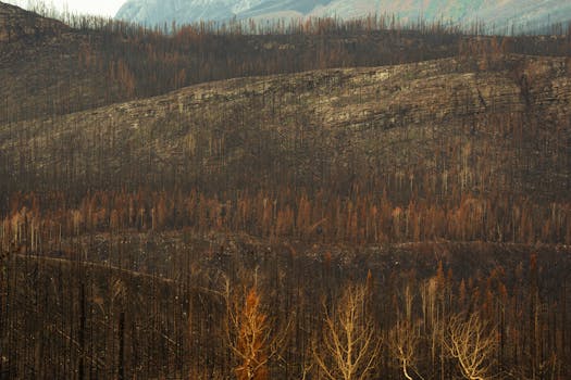 A captivating view of a forest showing aftermath of a wildfire.