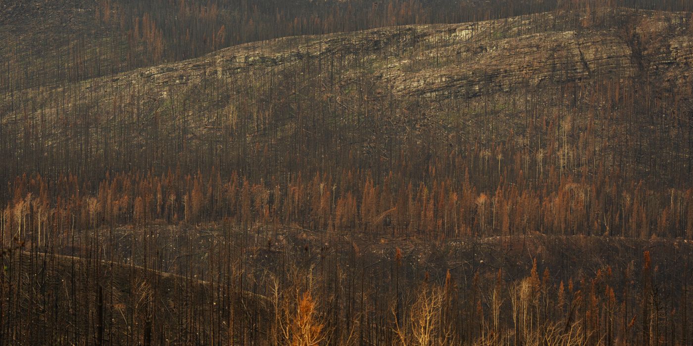 Scorched hillside forest in Southern Europe after a summer wildfire