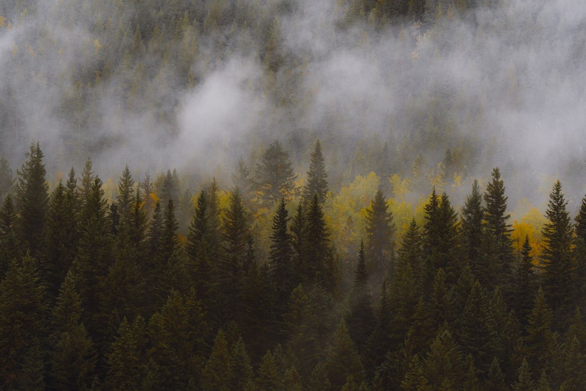 A misty pine forest in autumn colours in Sweden — Swedish spring often looks like this in the first cold mornings of April