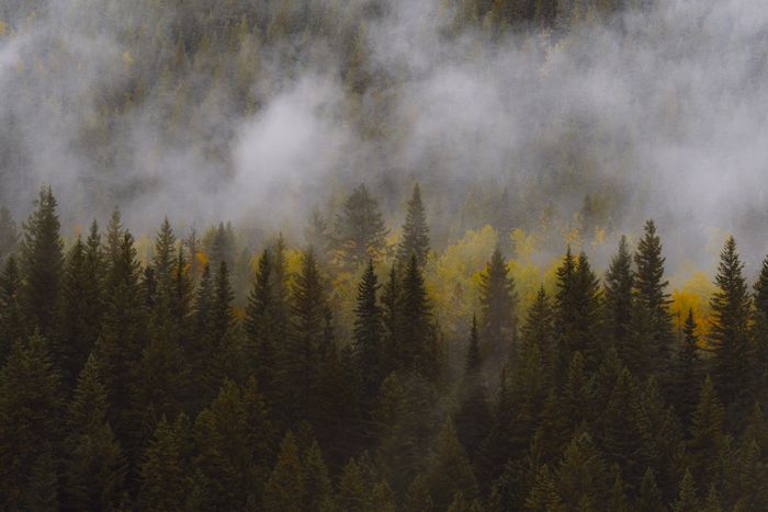 Misty pine forest in autumn colours