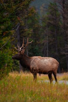 A majestic elk with large antlers stands in a tranquil forest clearing.