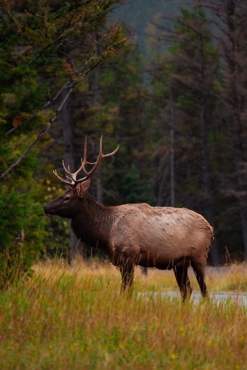 Elk Photos, Download The BEST Free Elk Stock Photos & HD Images