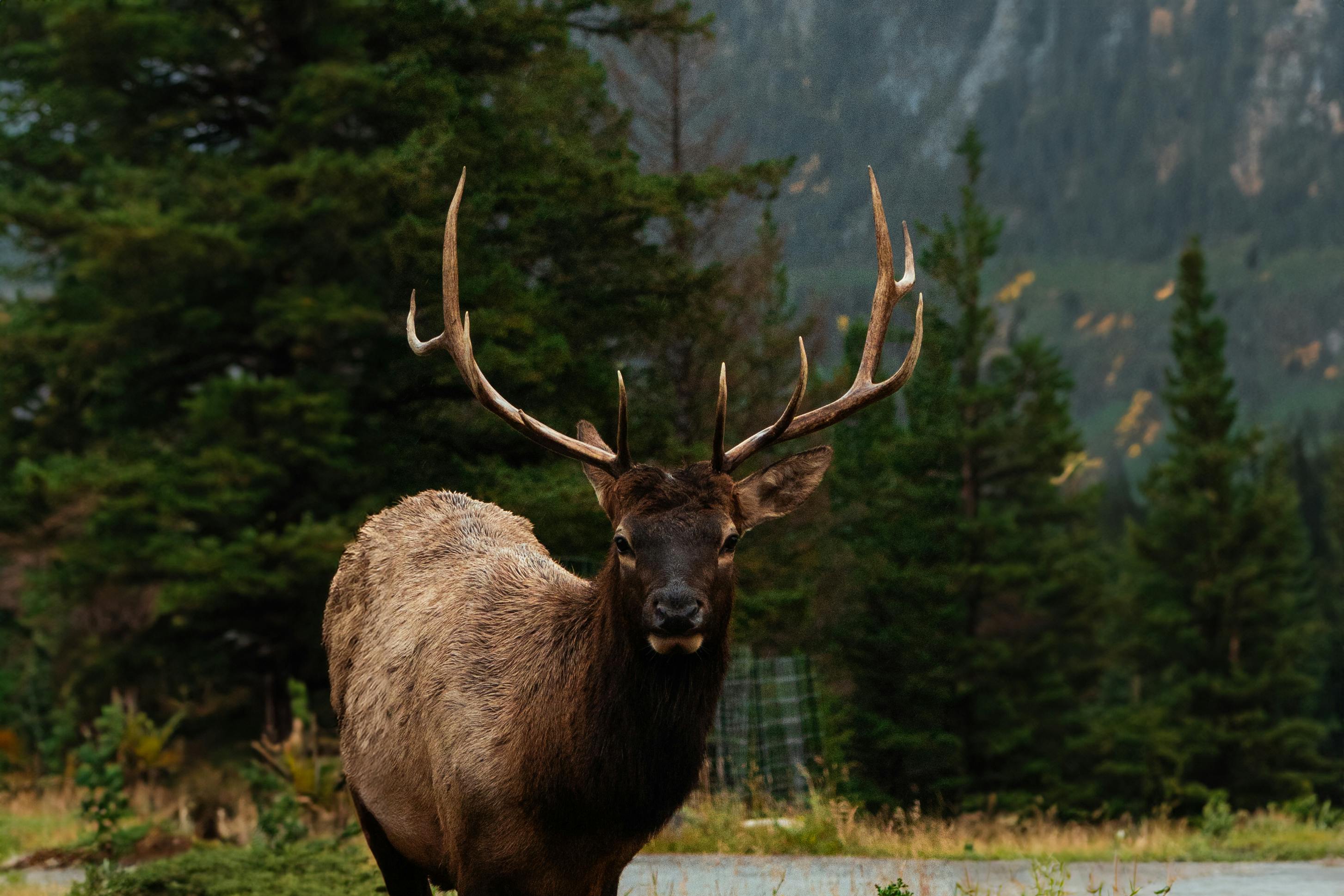 All-Canada Show promotes hunting, fishing and outdoor adventure — Photo by Luke Miller on Pexels