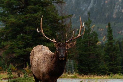 Free A majestic elk stands in a dense forest with mountainous backdrop, showcasing wildlife in natural habitat. Stock Photo