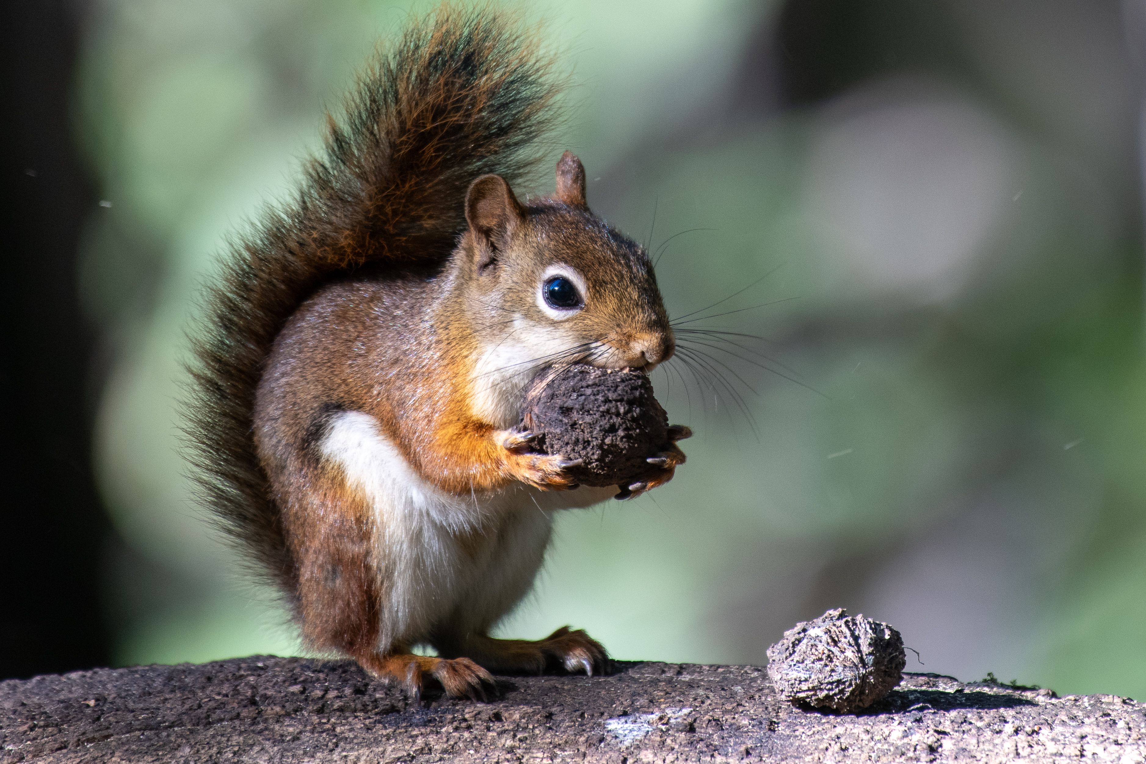 Red Squirrel Foraging in Forest Setting · Free Stock Photo