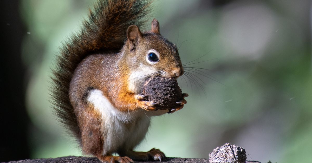 Squirrel Foraging Behavior Red Squirrel Foraging in Forest Setting · Free Stock Photo