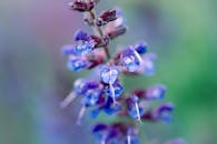 微距镜头下的紫色野花与露珠，细节丰富，充满活力